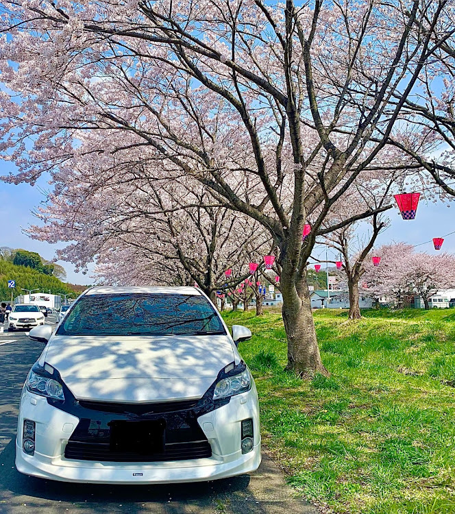 プリウスの▱▱通勤怪足▱▱・いわき友の会・🌸桜とコラボ🌸・仲の良い繋がりは大切にしたい😃に関するカスタム事例の投稿画像1枚目