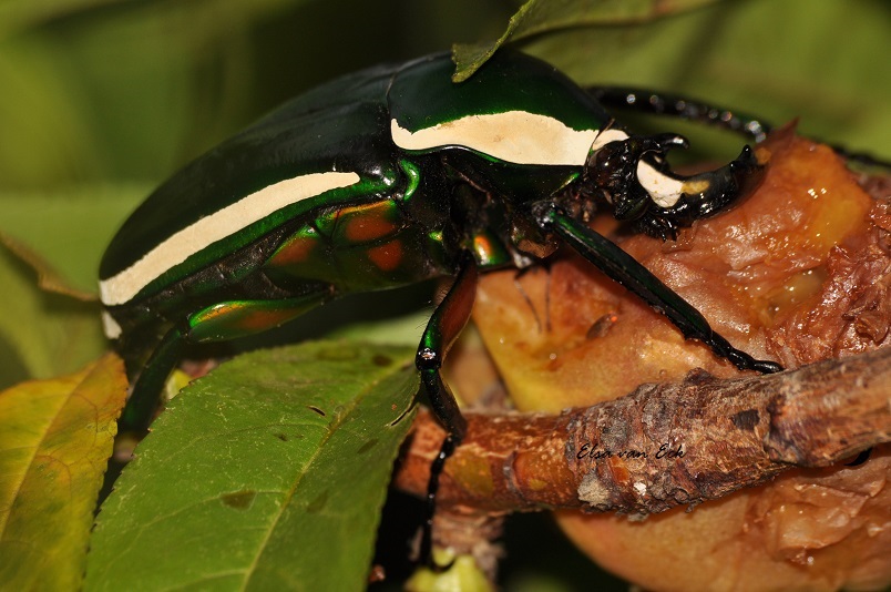 Emerald Fruit Chafer