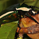 Emerald Fruit Chafer