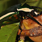 Emerald Fruit Chafer