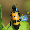 Blister Beetle