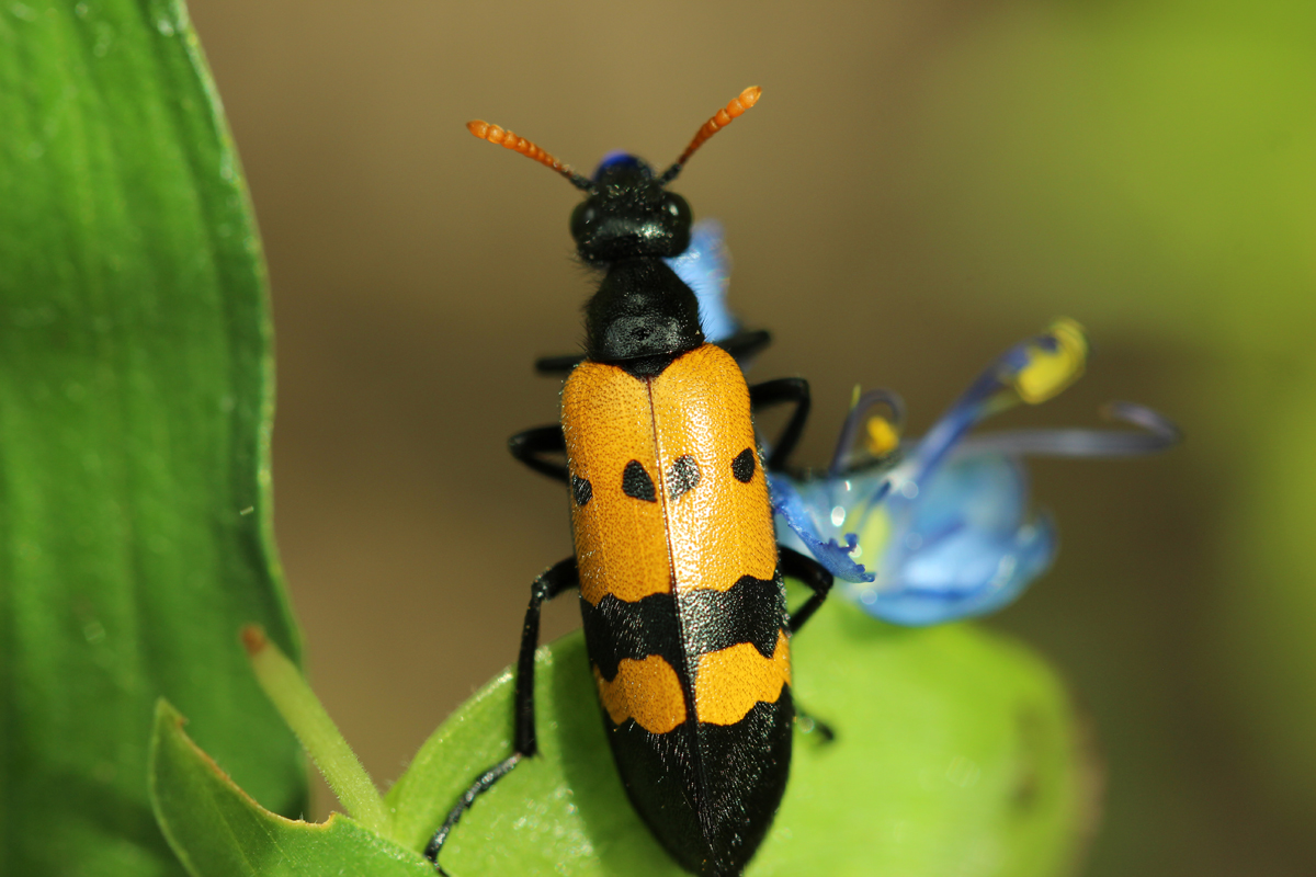 Blister Beetle