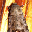 Noctuid Moth