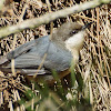 Pygmy Nuthatch