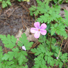 Herb Robert