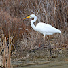 Great Egret