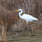 Great Egret