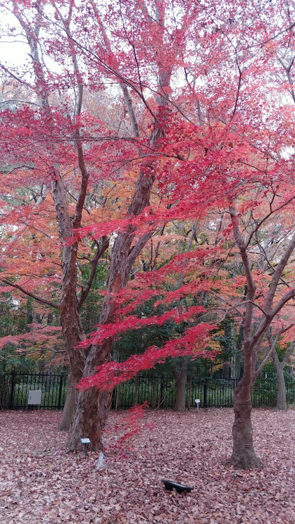 の投稿画像9枚目