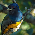 Surucua trogon