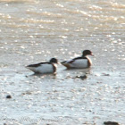 Shelduck