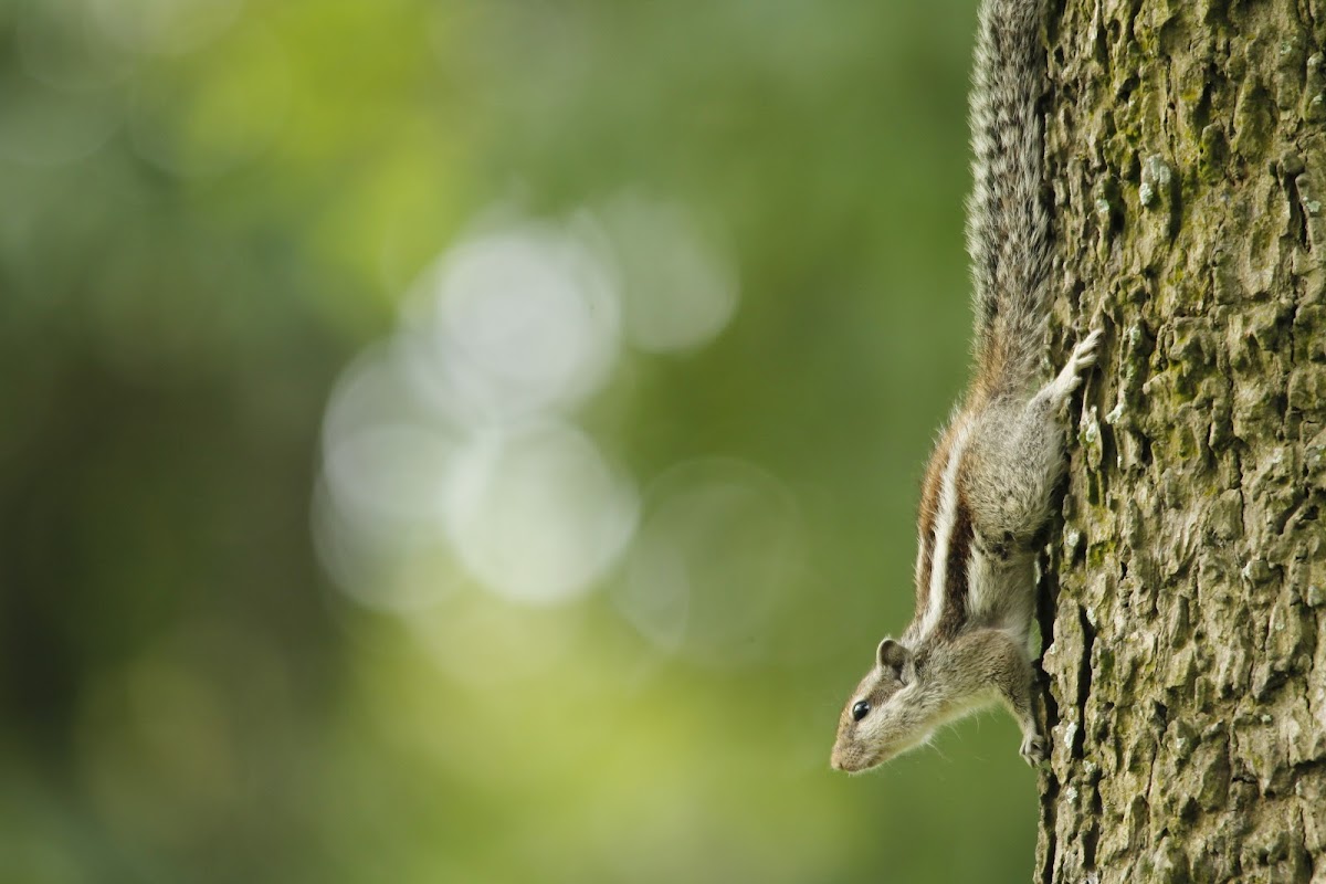 Indian palm squirrel