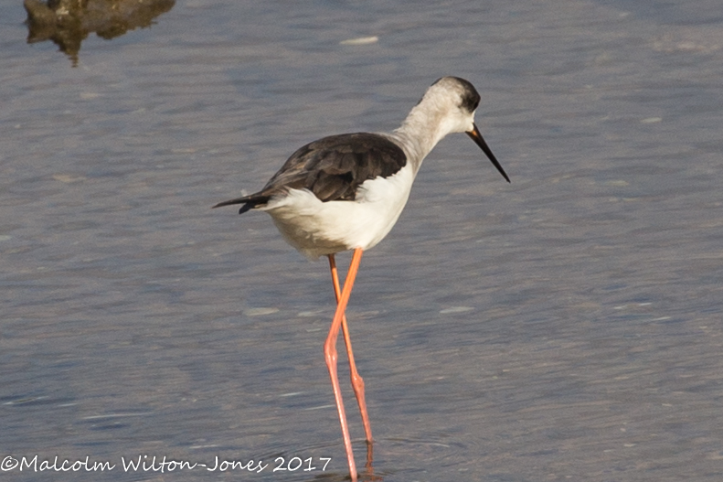 Black-winged Stilt