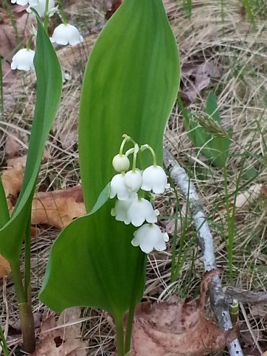 Lily-of-the-valley