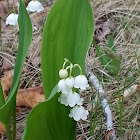 Lily-of-the-valley