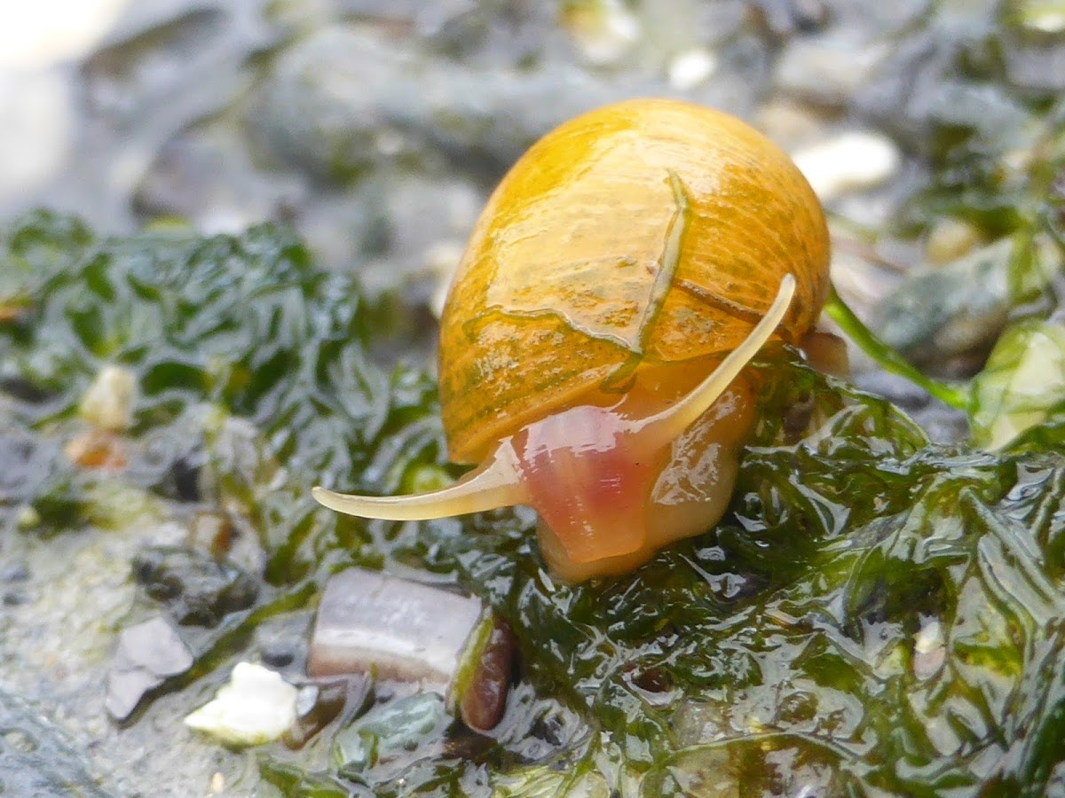 Northern Yellow Periwinkle