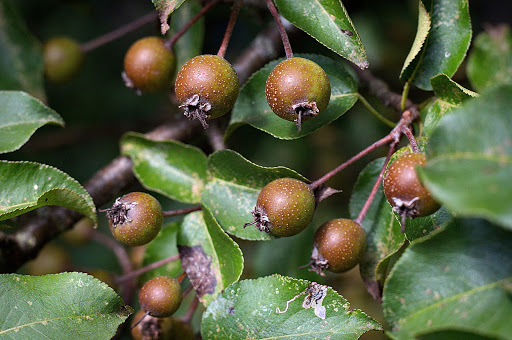 Pyrus cordata