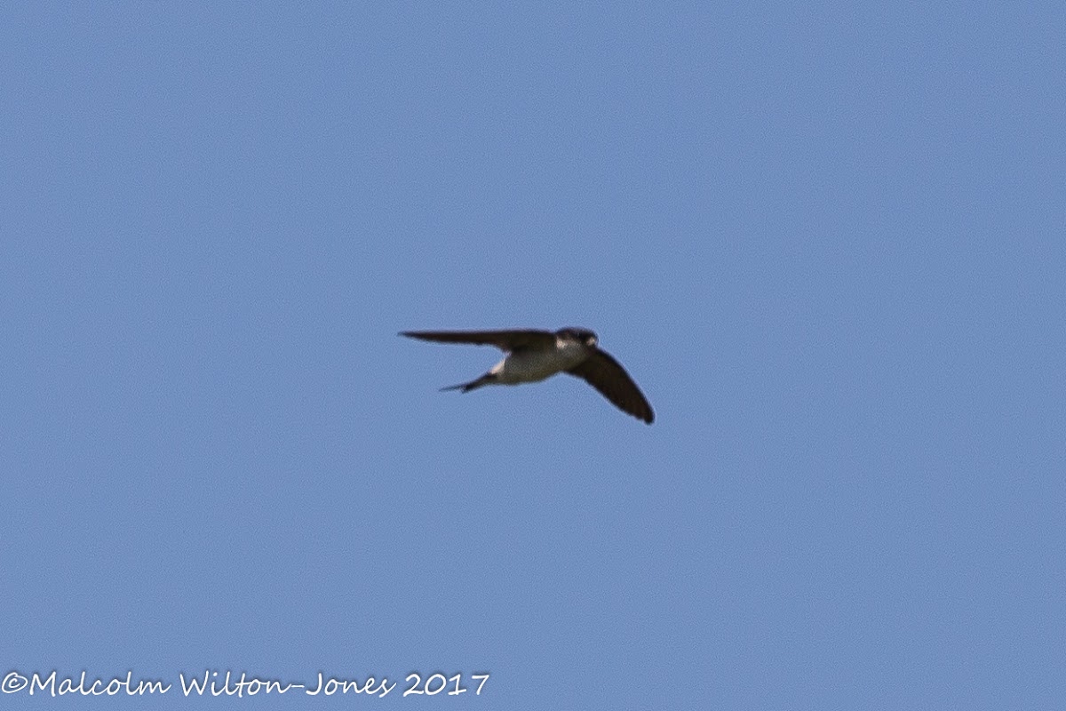 House Martin; Avión Común