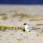 Least Terns