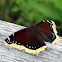 Mourning Cloak Butterfly