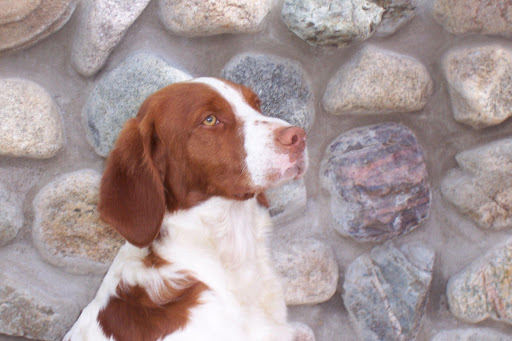 Brittany Spaniel Dog Wallpaper