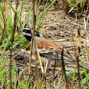 Golden-breasted Bunting