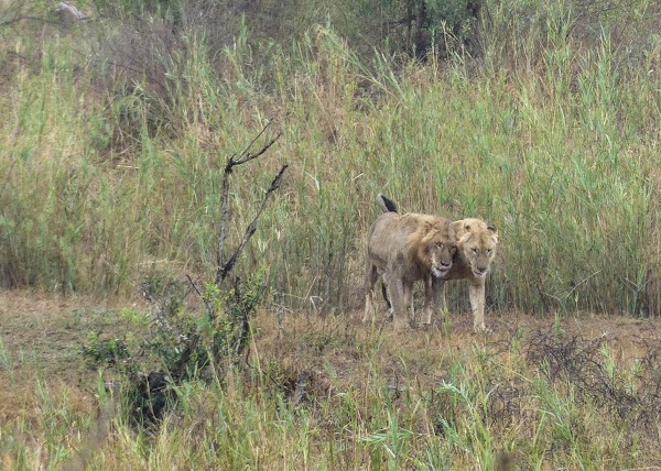 SUDÁFRICA, DOS SEMANAS POR EL KRUGER Y LA COSTA SUR - Blogs de Sudáfrica - KRUGER DÍA 3: DE LOWER SABIE A SKUKUZA (6)