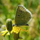 Boisduval's blue