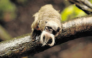 EXPAT: An Emperor Tamarin monkey, native to the Amazon rainforest, experiences its new home in the London Zoo