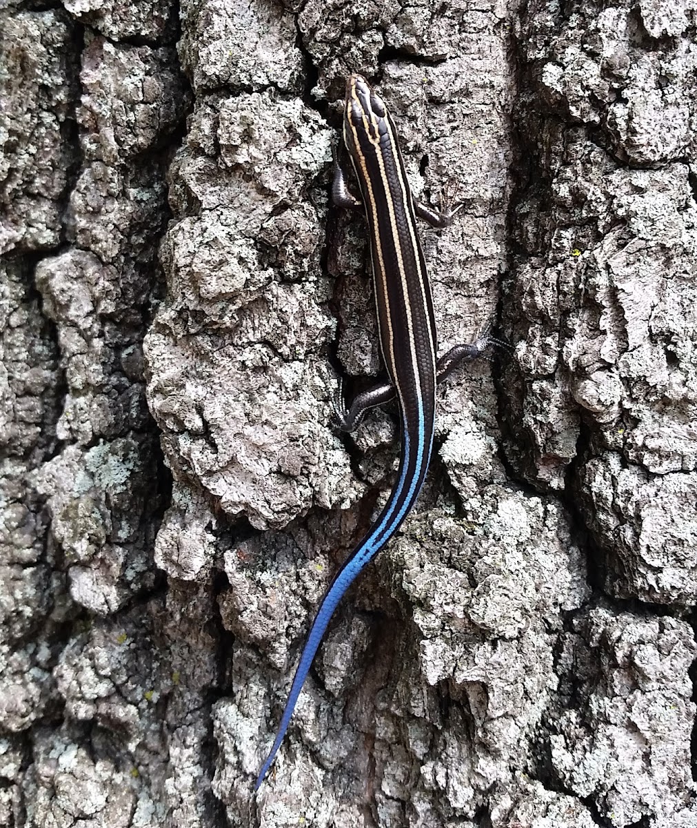 Five-lined skink