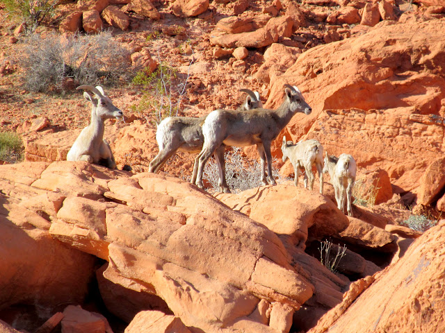 Bighorn sheep near Lone Rock