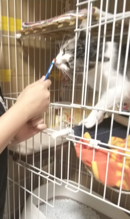シビックタイプRの愛猫紹介に関するカスタム事例の投稿画像1枚目