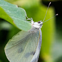 Small White