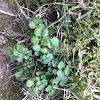 Three leafed clover