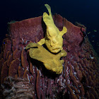 Giant Frogfish