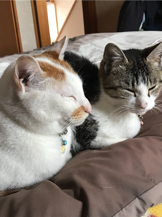 Hiro【R56】【CT愛猫部1番・３番🐾】さんが投稿した愛猫紹介に関するカスタム事例の投稿画像1枚目