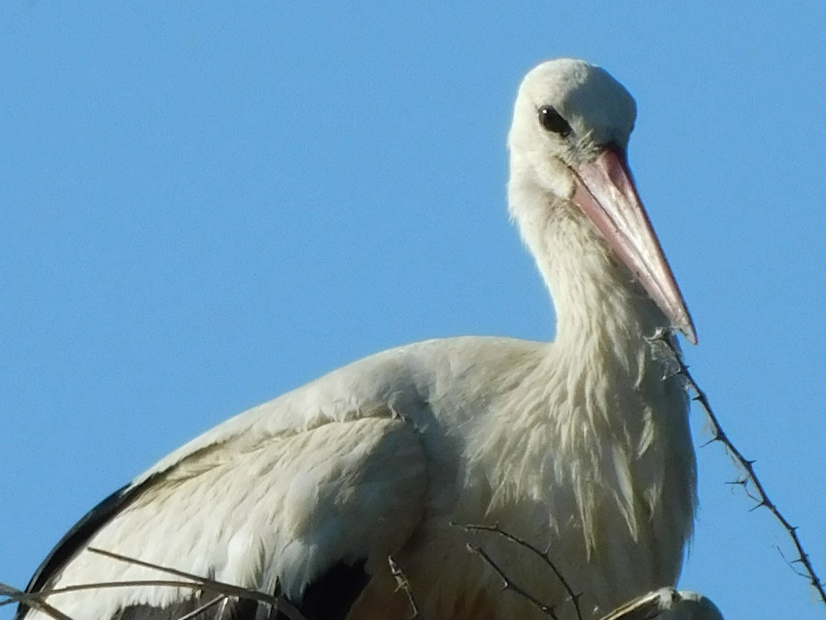 White Stork