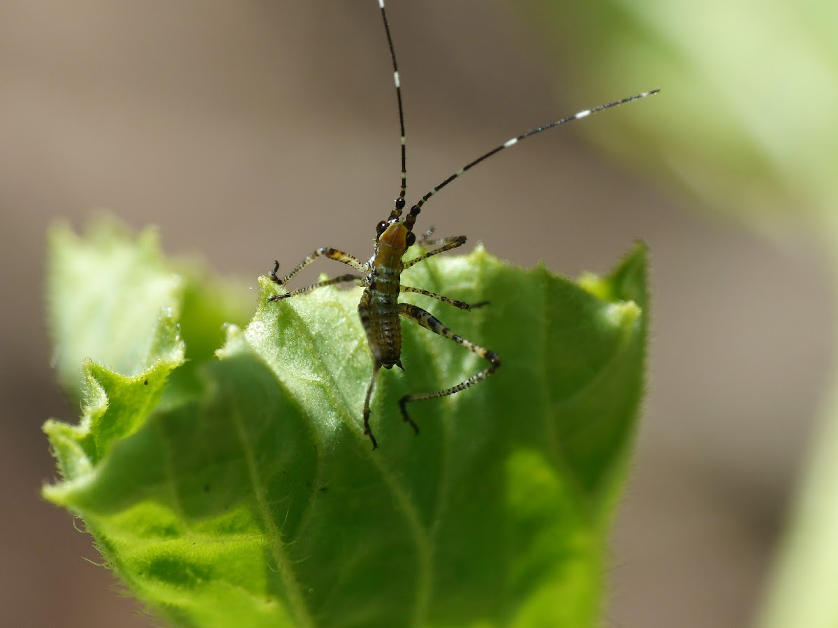 Bush Katydid Nymph  Scudderia sp