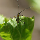 Bush Katydid Nymph  Scudderia sp