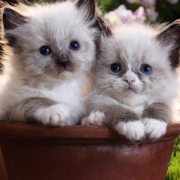 Kittens Wallpapers  Icon