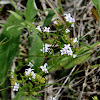 Long-leaved Bluets