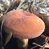 Milk cap