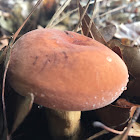 Milk cap