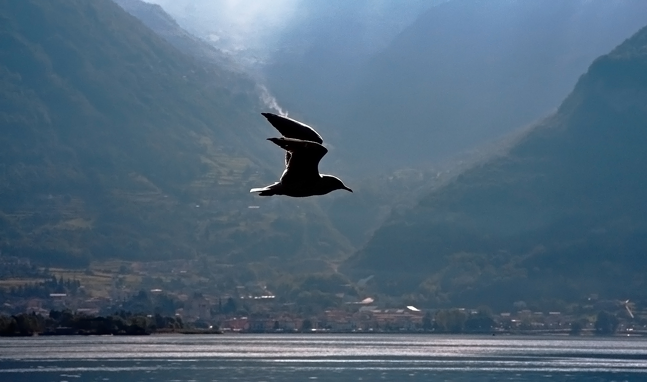 Volando sul lago... di Francesca Malavasi