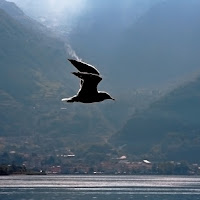 Volando sul lago... di 