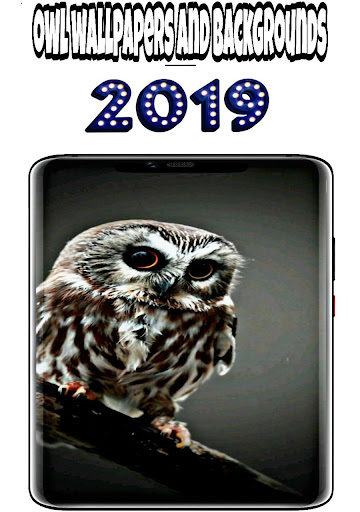 owl wallpapers and backgrounds