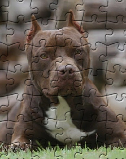 Pitbull Jigsaw Puzzle