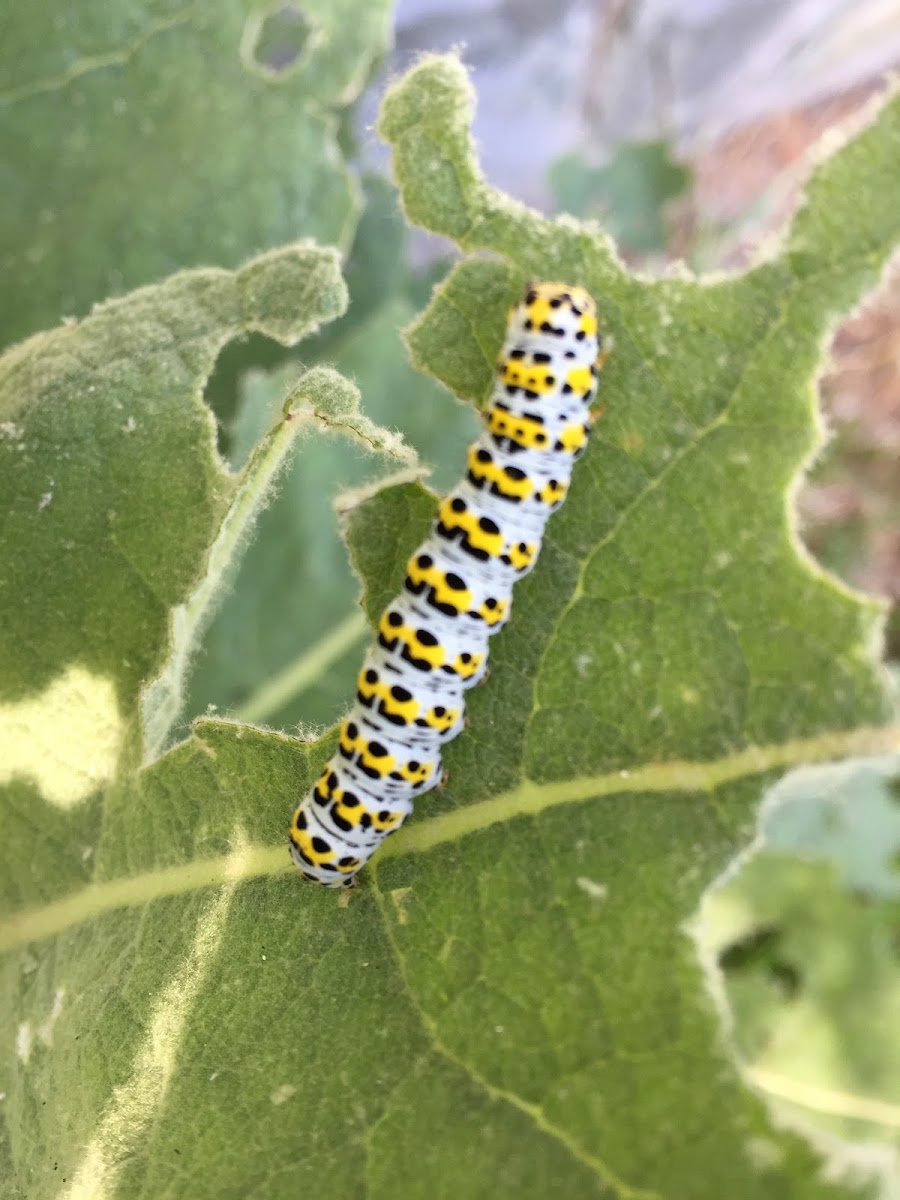 Caterpillar