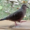 Rolita/ Common Ground Dove