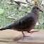 Rolita/ Common Ground Dove