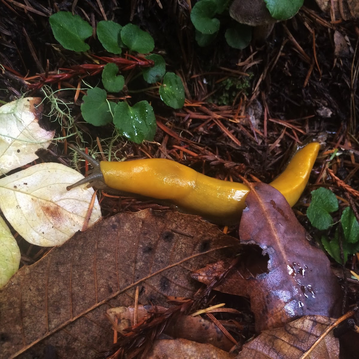 Banana Slug